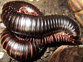 giant%20african%20millipede%20small