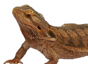 imagelizard