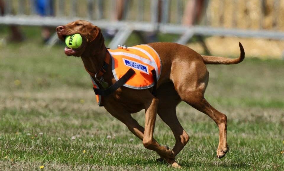 Berkshire Search and Rescue Dogs The Swallowfield Show