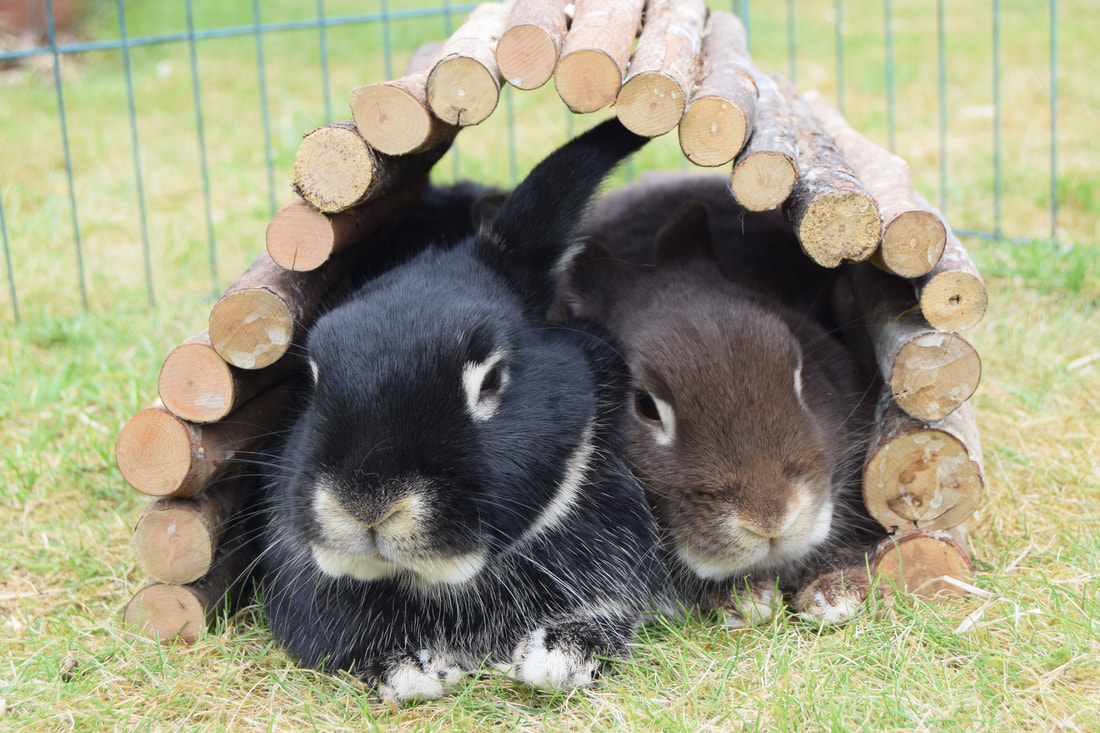 Animal Care Of Gloucester Abused Animals Take Care Of Each Other In