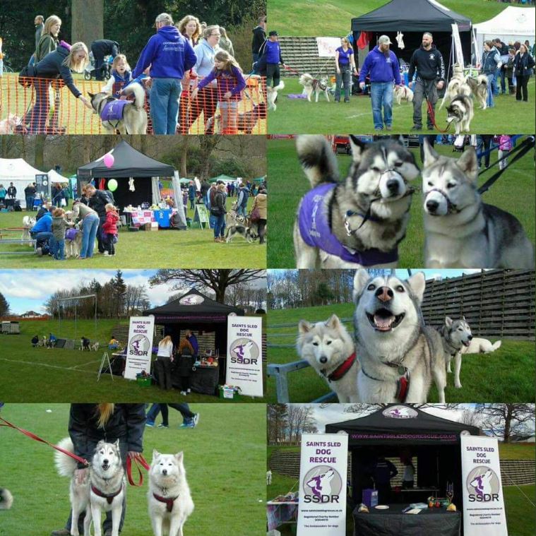 Saints Sled Dog Rescue | The Swallowfield Show